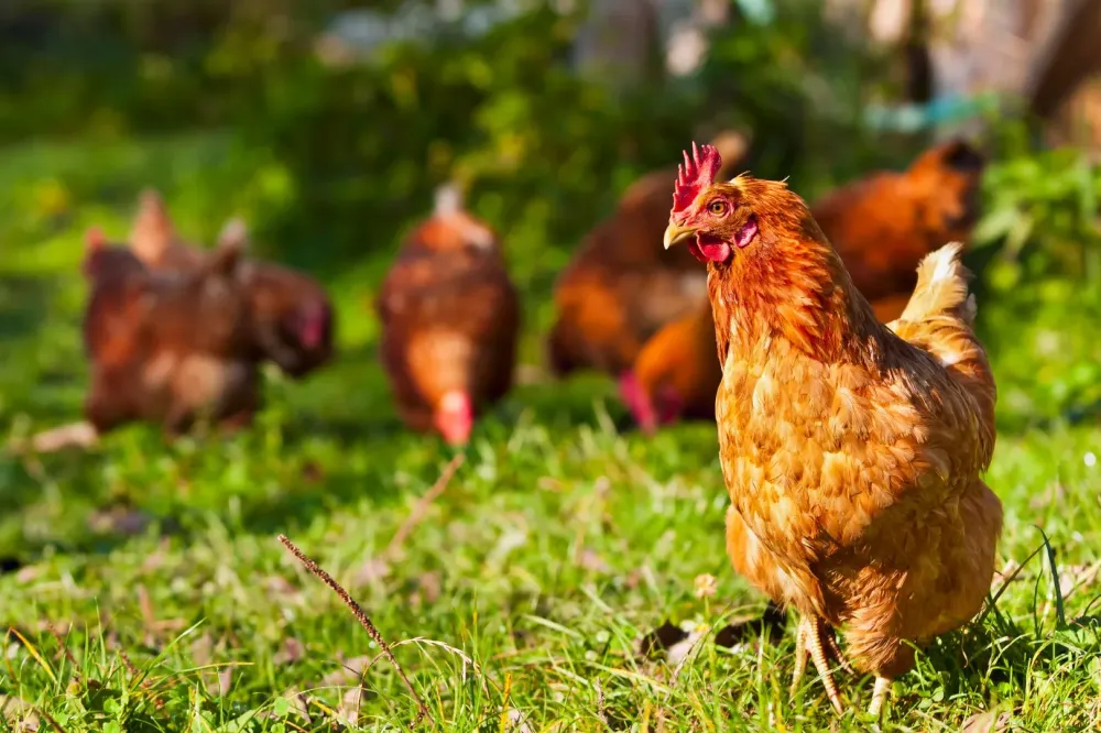 Poulet à Chevanceaux
